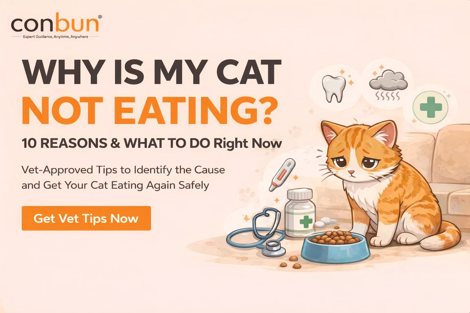 Why Is My Cat Not Eating? 10 Reasons & What To Do Right Now (Vet Tips)